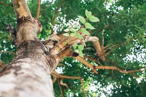 a tree from the bottom view. Deforestation and Its Extreme Effect on Global Warming. photo