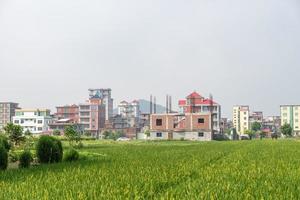 There are green rice fields in the countryside and immature rice photo