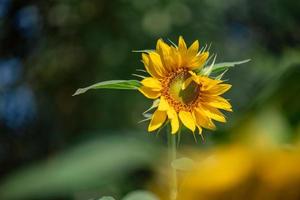 A yellow sunflower in full bloom in the field photo