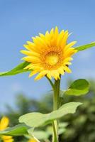 A yellow sunflower in full bloom under the blue sky