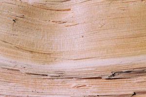 Tree Surface Wooden Background Closeup photo