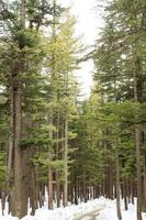 Usho Forest Kalam Swat Scenery Landscape photo