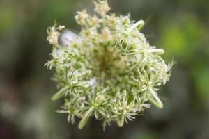 Natural Beautiful Flower Closeup photo