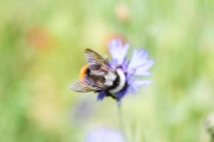 Natural Beautiful Flower Closeup photo