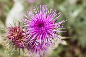 Natural Beautiful Flower Closeup photo