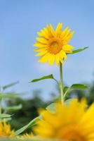 A yellow sunflower in full bloom under the blue sky
