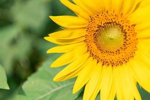 Close up of blooming yellow sunflowers photo