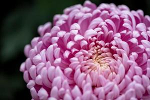 Big purple chrysanthemums in the park photo