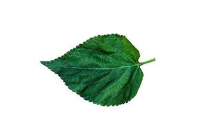 Beautiful Nature Green Leaf with 3 different type of Background photo