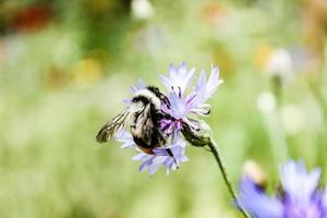 Natural Beautiful Flower Closeup photo