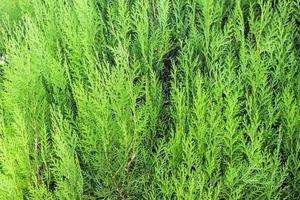 Natural Beautiful Arborvitae Closeup photo