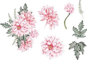 chrysanthemum painted in watercolor vector