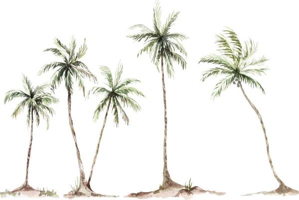 coconut palm watercolor 1