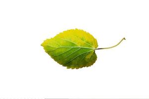 Beautiful Nature Green Leaf with 3 different type of Background photo