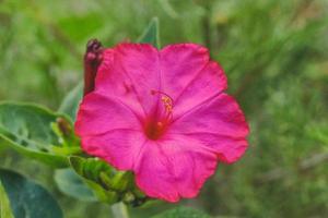 Natural Beautiful Flower Closeup photo