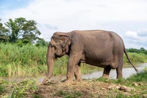Los elefantes de pie en el río Ping, Chiang Mai, Tailandia foto