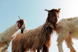 Goat face animal closeup with blue sky photo