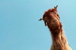 Goat face animal closeup with blue sky photo