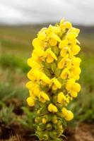 Natural Beautiful Flower Closeup photo