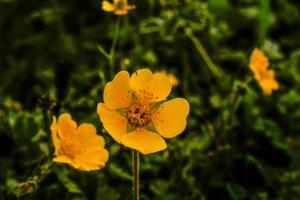 flor amarilla valle de kumrat hermoso paisaje vista de las montañas foto