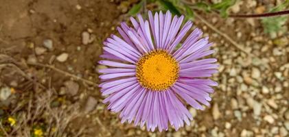 Flowers of Deosai National Park photo