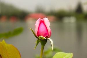 Natural Beautiful Flower Closeup photo