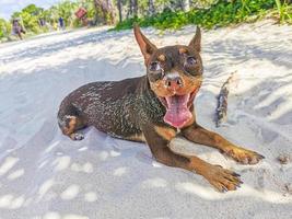 Perro chihuahua mexicano en la playa playa del carmen méxico