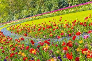 Pink yellow red tulips daffodils Keukenhof park Lisse Holland Netherlands photo