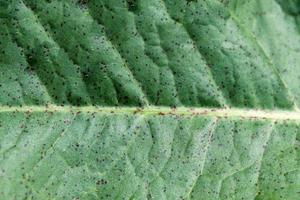 Beautiful Nature Green Leaf of Background photo