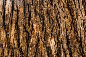 Tree Surface Wooden Background Closeup photo