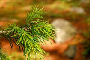 Leaves Closeup Kumrat Valley Beautiful Landscape Mountains View photo