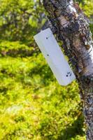 Caja de madera blanca en árbol en Vang Noruega foto