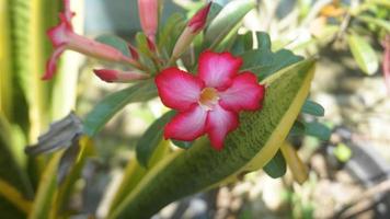 flowers bloom in the garden photo