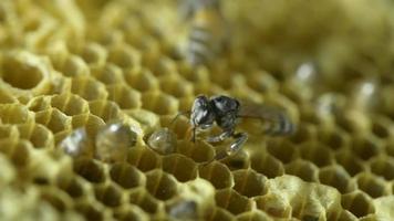 Macro d'abeille et nid d'abeille