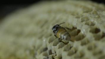 Macro d'abeille et nid d'abeille video