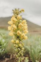 Natural Beautiful Flower Closeup photo