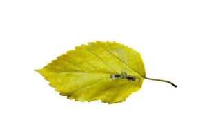 Beautiful Nature Green Leaf with 3 different type of Background photo