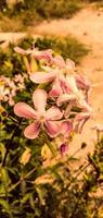 Flowers of Deosai National Park photo