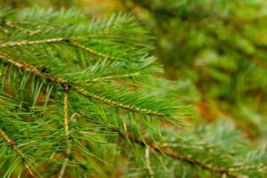 Leaves Closeup Kumrat Valley Beautiful Landscape Mountains View photo