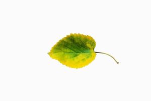 Beautiful Nature Green Leaf with 3 different type of Background photo