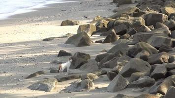 um gato passeando na praia video