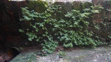 wild plants growing on the wall photo