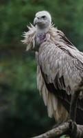 Himalayan vulture on branch photo