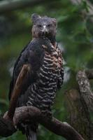 Crowned eagle on branch photo