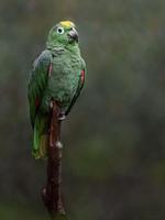 Southern mealy amazon photo