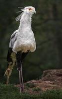 Portrait of Secretarybird photo