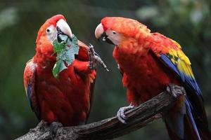 retrato de guacamaya roja foto