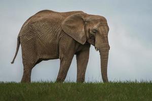 African bush elephant photo