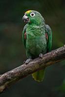 Southern mealy amazon photo