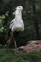 Secretarybird in zoo photo